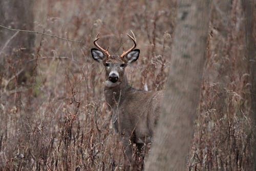 Deer hunting