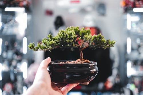 Bonsai care