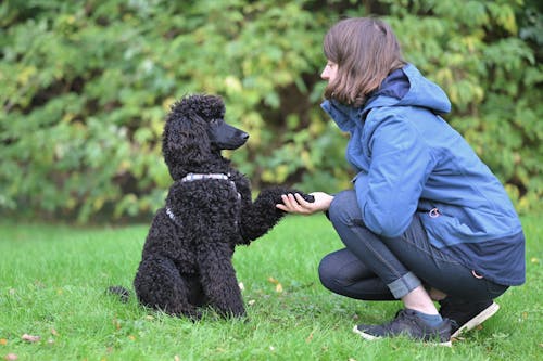 Dog training