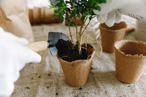 Gardening
