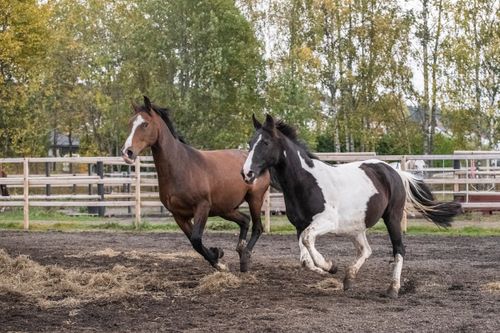 Horse turnout